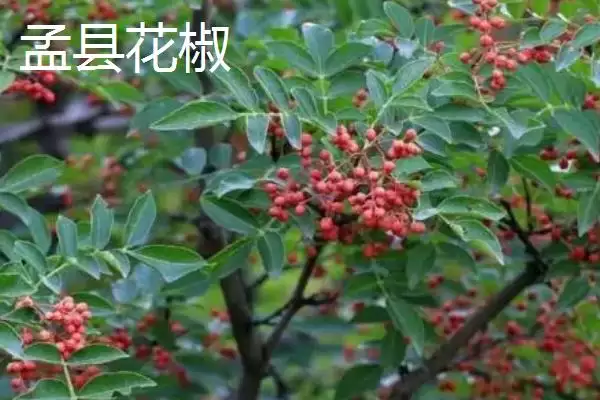 山西阳泉的特产，连翘茶是当地的特色茶种插图4