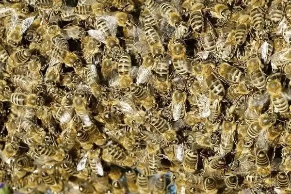 几十只蜜蜂怎么进行蛋群速繁，需要不间断地进行奖励饲喂插图1