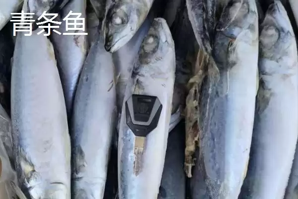 青条鱼别称由来：又叫青花鱼的名称渊源插图3