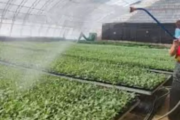 夏秋季避免烟粉虱蔓延的方法和要点？防治烟粉虱蔓延需注意什么？插图9