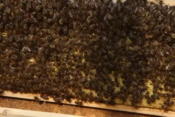 蜜蜂造出王台后过多久出现新蜂王，通常需要16天左右插图1