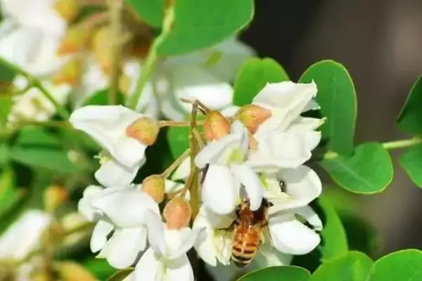 洋槐蜜简介，是蜜蜂采集洋槐花蜜酿成的插图2