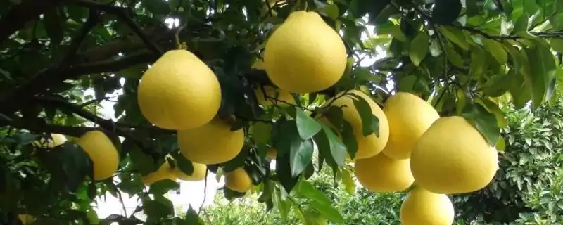 了解柚子成熟时间的方法和重点？了解柚子成熟时间要做好哪些细节？-会东网