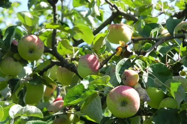 苹果树修剪方法，要逐年清理多余辅养枝插图4