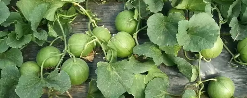 甜瓜适合在什么季节种植？确定甜瓜种植季节要考虑哪些气候和生长特性？-会东网