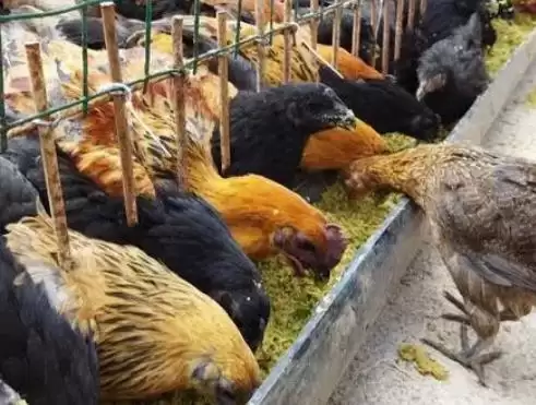 提高养鸡经济效益的方法和重点？养鸡要做好哪些效益提升策略？插图8