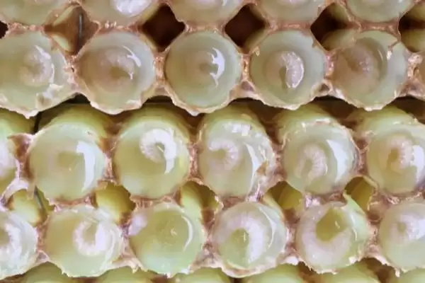 蜂王幼虫吃什么食物，蜂王幼虫吃蜂王浆插图3