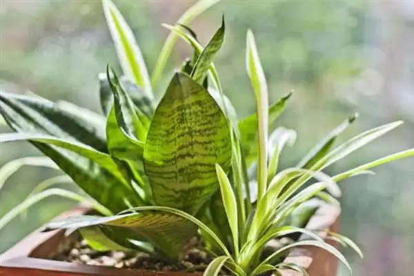 如何促使虎皮兰冒新芽？养护虎皮兰促新芽要掌握哪些有效技巧？插图3