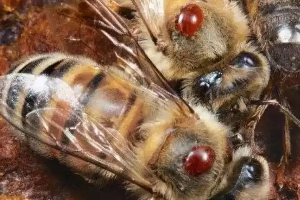 蜜蜂常见病虫害和防治方法，常见的病虫害有囊状幼虫病、爬蜂病、白垩病插图6