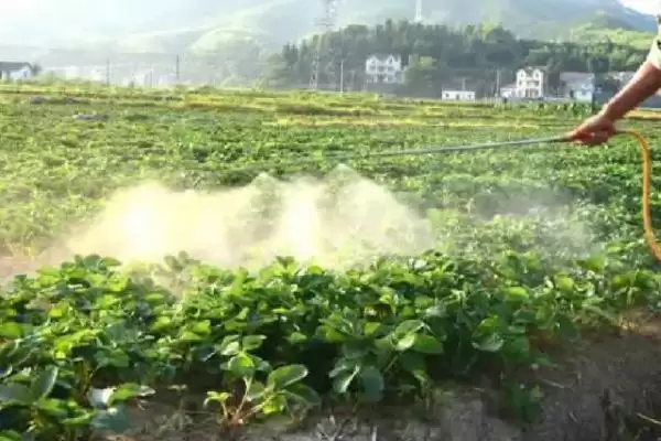 草莓茎秆发红的原因，可能是因为冬季温度过低导致的插图3