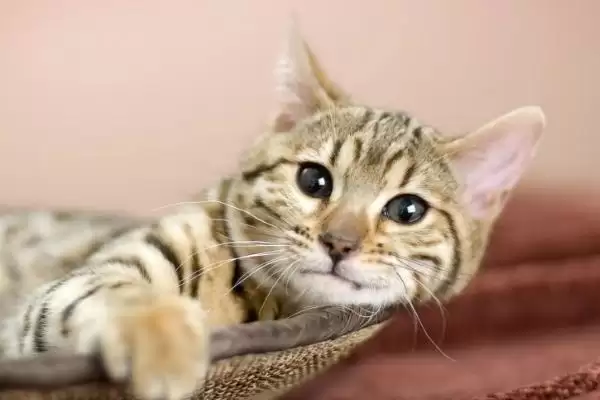 猫咪冬季怎样过冬适宜 ,猫咪冬季室内温度无需过高插图2