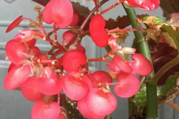 竹节海棠不开花的原因和解决要点？解决竹节海棠不开花需注意什么？插图1
