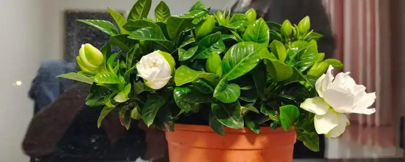 了解栀子花开花季节的方法和重点?了解栀子花开花季节要做好哪些细节?插图 了解栀子花开花季节的方法和重点?了解栀子花开花季节要做好哪些细节?插图