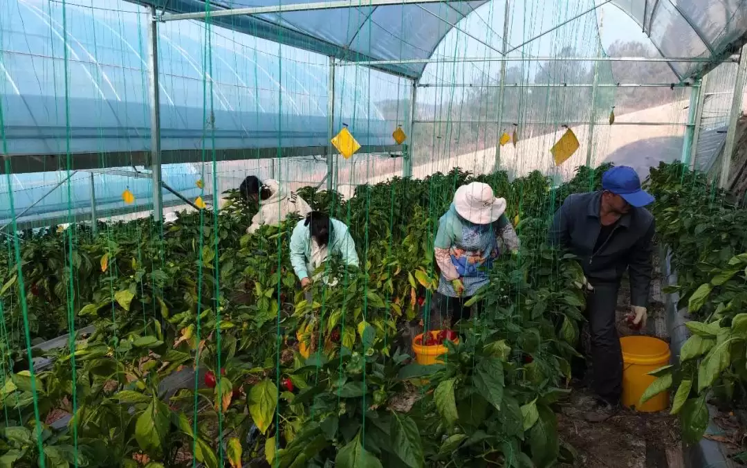 会东鱼山大棚蔬菜示范基地辣椒丰收，家门口就业圈助力移民增收-会东网