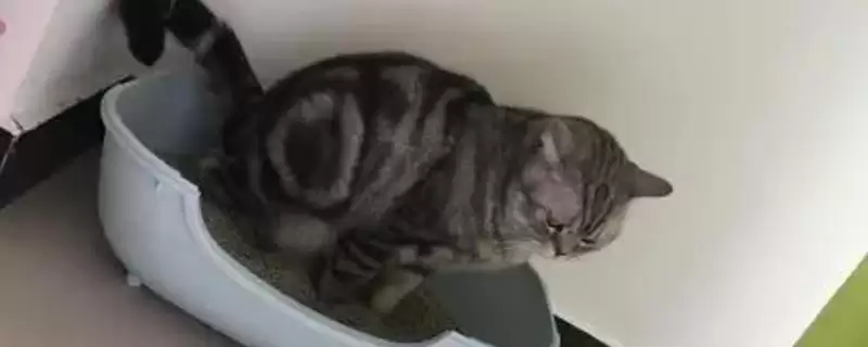 猫为什么会出现尿频的情况 ,猫过量饮水或患泌尿病致尿频-会东网