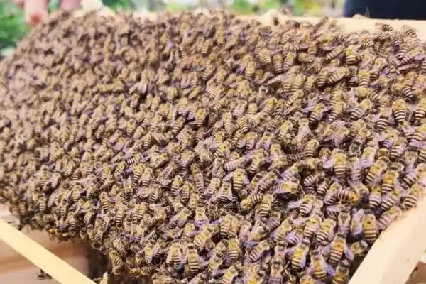 新蜂王怎样放进蜂群中，可直接介王或间接介王插图1