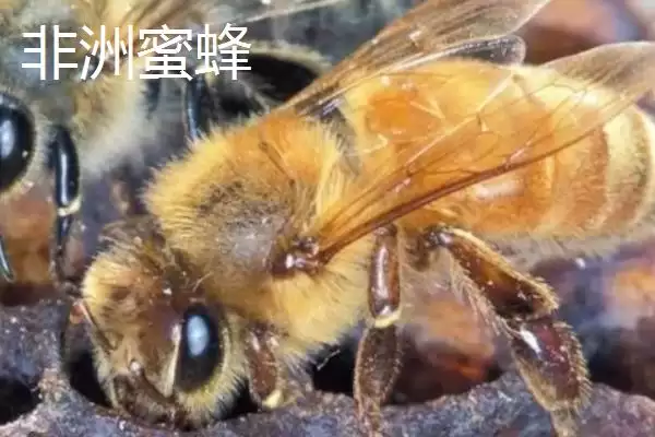 杀人蜂是什么蜂，实际上是多种剧毒蜂类的俗称插图1