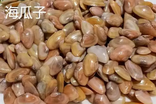 可食用贝类海鲜大盘点：蚬子、蛏子、北极贝等你品尝插图5