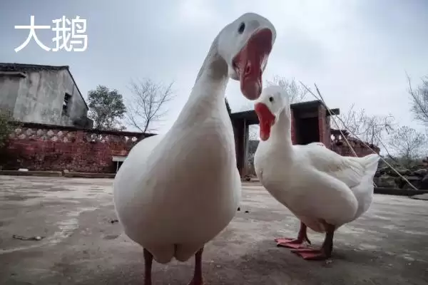 天鹅和大鹅的区别？区分天鹅和大鹅要关注哪些重要的形态、习性差异？插图2