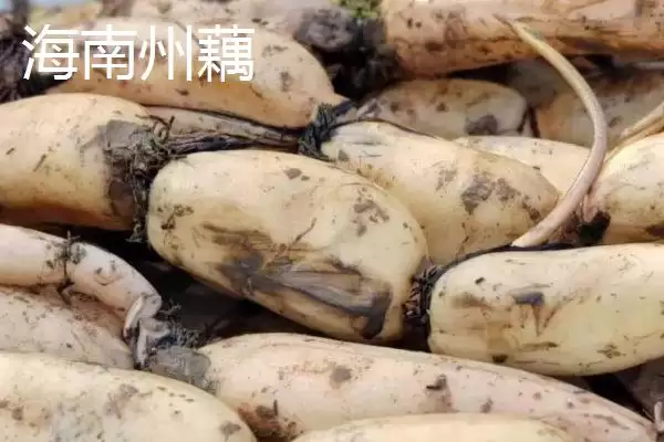 莲藕的优质品种 ,有哪些好吃的莲藕品种推荐呢?插图6 莲藕的优质品种 ,有哪些好吃的莲藕品种推荐呢?插图6