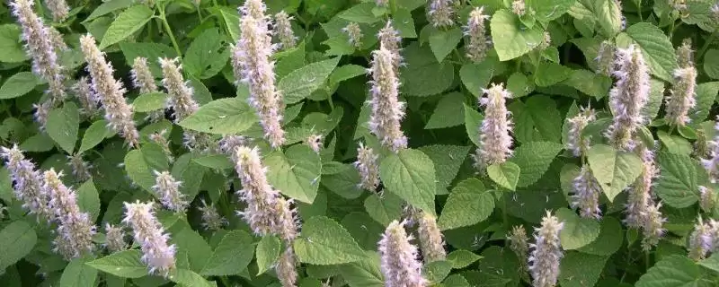 藿香什么时候开花，每年6-9月开花-会东网