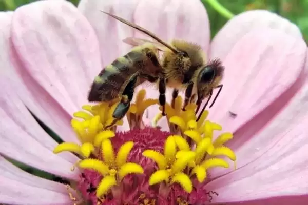蜜蜂采蜜的季节，一年四季均可采蜜插图2