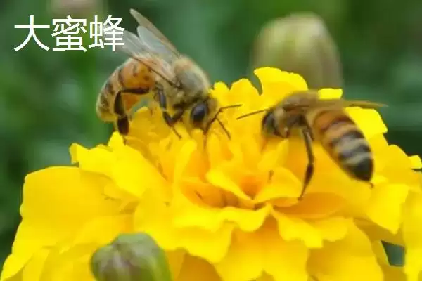 小蜜蜂和大蜜蜂有什么区别，体型是最大不同插图2