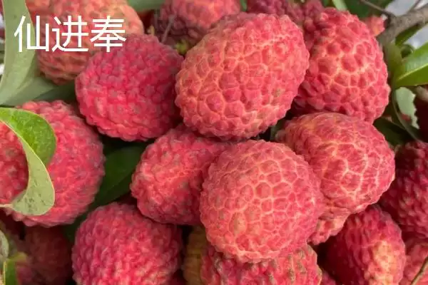 御金球荔枝品种的特性，生长势较强且裂果率低插图3