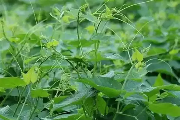 龙须菜的外观形态特征 ,龙须菜花朵和果实有何特点？插图1
