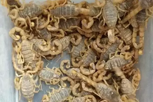 蝎子常见疾病及防治技术的要点和分析？防治蝎子疾病需注意哪些关键？插图2
