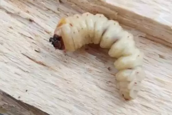 防治天牛幼虫的方法和重点?防天牛幼虫要做好哪些细节?插图3 防治天牛幼虫的方法和重点?防天牛幼虫要做好哪些细节?插图3