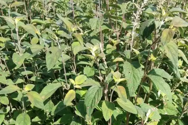 野坝子什么时候开花，多集中在每年9-12月插图2