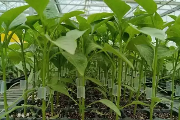 辣椒开花结果期的施肥种类 ,辣椒开花结果期为何用磷钾肥？插图2