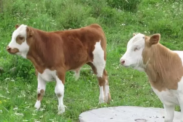 会东，抢在春雷前的春日盛景插图1