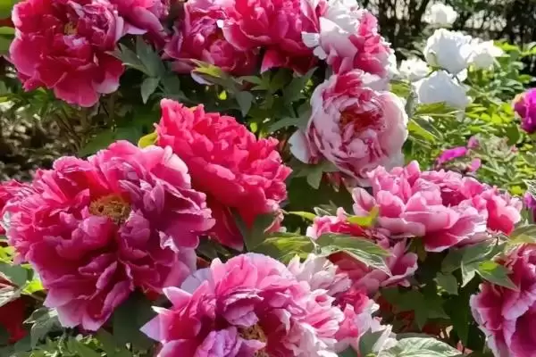 会东，抢在春雷前的春日盛景-会东网