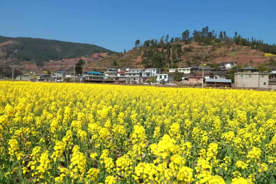 江西街乡：油菜花海映振兴，粮油园区谱新篇-会东网