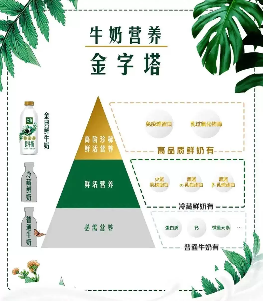 金典鲜牛奶出圈央视:跨界联动,演绎国之经典与鲜活魅力插图14 金典鲜牛奶出圈央视:跨界联动,演绎国之经典与鲜活魅力插图14