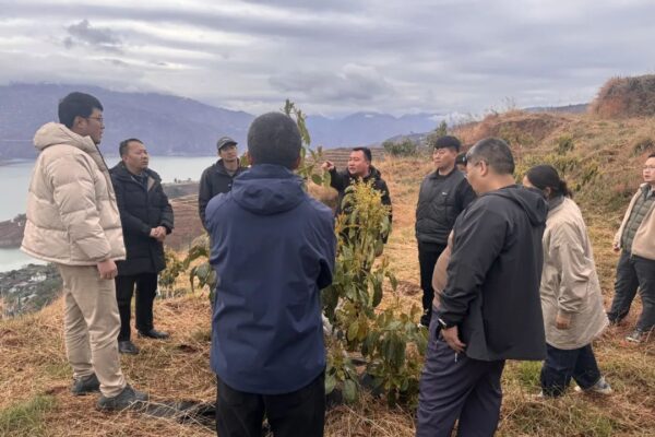 会东：牛油果培训干货满满，产业发展未来可期-会东网