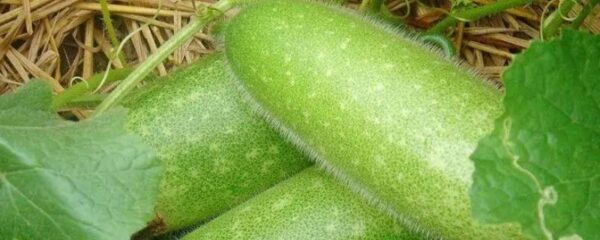 节瓜种植后的收获时间 ,节瓜种植多久后可以收获-会东网