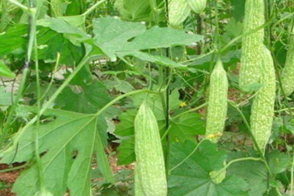 苦瓜传入中国的时间 ,苦瓜在宋元时期如何传入中国的？|会东网