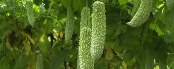 苦瓜传入中国的时间 ,苦瓜在宋元时期如何传入中国的？插图3