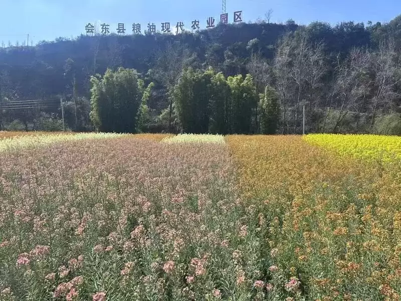 会东中和村：农文旅融合，绘就乡村振兴绚丽画卷插图2