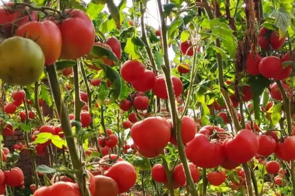 西红柿施肥的注意事项和要点？西红柿施肥需关注哪些关键问题？插图3