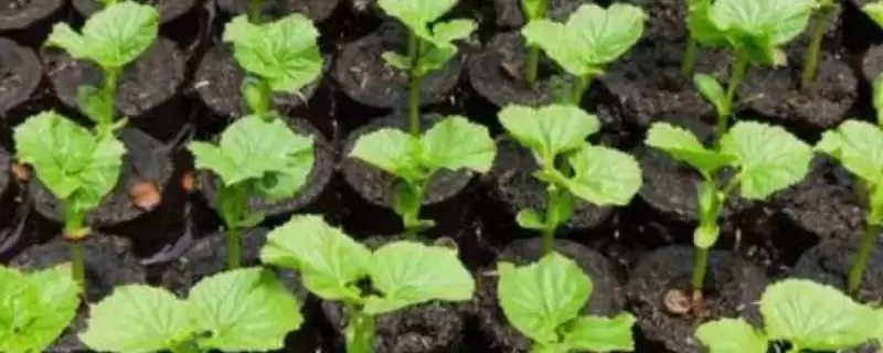 苦瓜的种植方法 ,苦瓜在什么样的土地种植为宜呢？|会东网