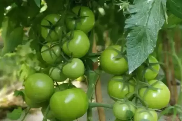 西红柿施肥的注意事项和要点？西红柿施肥需关注哪些关键问题？插图2