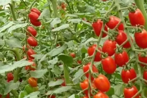 西红柿浇水的方法和要点？给西红柿浇水需掌握哪些关键技巧？插图4