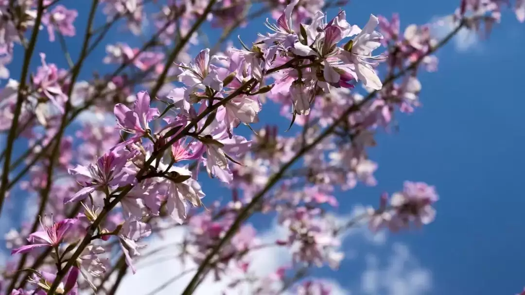 月月花漾会东,四季皆是山河来信插图1 月月花漾会东,四季皆是山河来信插图1