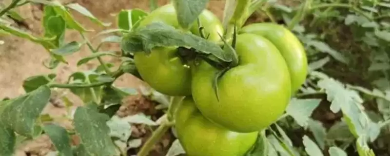 西红柿施肥的注意事项和要点？西红柿施肥需关注哪些关键问题？-会东网