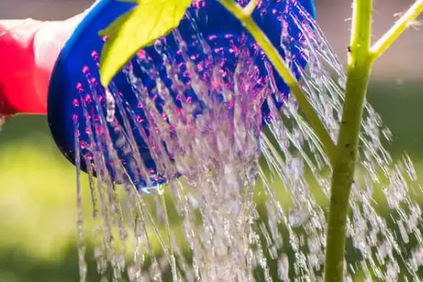 西红柿浇水的方法和要点？给西红柿浇水需掌握哪些关键技巧？插图2