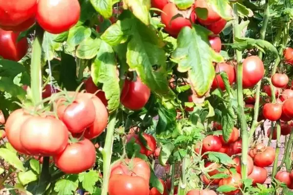 西红柿浇水的方法和要点？给西红柿浇水需掌握哪些关键技巧？插图5